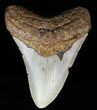 Megalodon Tooth - North Carolina #59033-1